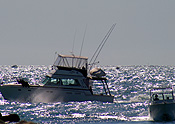 Australia, wa, western australia, perth, hillarys harbour, boat, boats, boating, water.