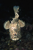 Australia, Australian, Marinelife, Marine life, Aquatic, Aquatic life, Sea life, Sealife, anglerfish, anglerfishes, angler fish, angler fishes, underwater, underwater scene, underwater scenes, fish, fishes, smooth anglerfish, smooth anglerfishes, smooth angler fish, smooth angler fishes, phyllophryne, phyllophryne scortea, bony fish, bony fishes, port victoria, sa, south australia, JL21,