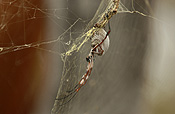 Australia, spider, spiders, arachnid, arachnids, orb, orb spider, orb spiders, golden, golden orb, golden orb spider, golden orb spiders, nephila, maculata, nephila maculata, araneida, tetragnathidae.