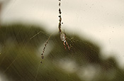 Australia, spider, spiders, arachnid, arachnids, orb, orb spider, orb spiders, golden, golden orb, golden orb spider, golden orb spiders, nephila, maculata, nephila maculata, araneida, tetragnathidae.