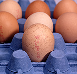 Egg, eggs, chicken, chickens, hen, hens, stamp, stamps, carton, cartons, cardboard, paper, cardboard carton, cardboard cartons.