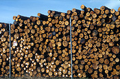 Australia, sa, south australia, port adelaide, adelaide, logs, logging, logging industry, timber industry, timber industry, lumber.