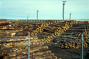 Australia, sa, south australia, port adelaide, adelaide, logs, logging, logging industry, timber industry, timber industry, lumber, fence, fences.