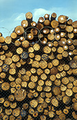 Australia, sa, south australia, port adelaide, adelaide, logs, logging, logging industry, timber industry, timber industry, lumber, circle, circles, circular.