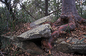 Australia, forest, forests, rock, rocks, lichen, lichens, liken, likens, tree, trees.