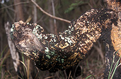 Australia, lichen, lichens, liken, likens, tree, trees.
