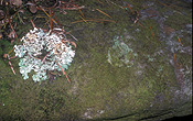 Australia, lichen, lichens, liken, likens, rock, rocks.