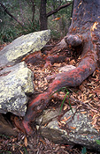 Australia, forest, forests, rock, rocks, lichen, lichens, liken, likens, tree, trees.