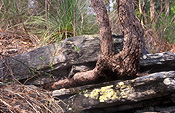 Australia, forest, forests, rock, rocks, lichen, lichens, liken, likens, tree, trees.