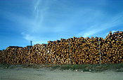 Australia, sa, south australia, port adelaide, adelaide, logs, logging, logging industry, timber industry, timber industry, lumber.