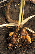 Herb, Herbs, Herb, Herbs, turmeric, tumeric, curcuma domestica, curcuma, domestica, longa, curcuma longa, rhizome, rhizomes, tropical, tropical rhizome, tropical rhizomes, ginger, spice, spices, tropical spice, tropical spices, soil, soils.
