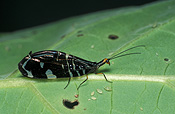 Australia, Insect, Insects, Lacewing, lacewings, neuroptera, porismus, strigatus, porismus strigatus, osmylidae.