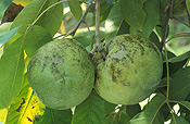 Fruit, white sapote, white sapotes, sapote, sapotes, casimiroa, edulis, casimiroa edulis, Rutaceae, Zapote blanco, Casimiroa.