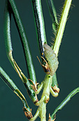Food, vegetable, vegetables, bean, beans, rice bean, rice beans, ricebean, ricebeans, vigna, vigna umbellata, umbellata, fabaceae, pest, pests, plant pest, plant pests, butterfly, butterflies, grass blue, grass blue butterfly, grass blue butterflies.