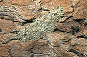 Insect, Insects, lepidoptera, Arthropod, Arthropods, insecta, moth, moths, bark, bark moth, bark moths, Ectropsis.