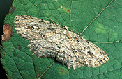 Insect, Insects, lepidoptera, Arthropod, Arthropods, insecta, moth, moths, bark, bark moth, bark moths, Ectropsis.
