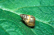 Snail, snails, land, land snail, land snails, LG37