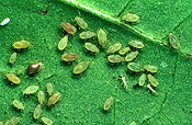 Pest, Pests, Arthropod, Arthropods, insecta, insect, insects, plant pest, plant pests, aphid, aphids, aphididae.
