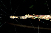 Spider, Spiders, Arachnid, Arachnids, Arachnida, tailed, tailed spider, tailed spiders, arachnura, higginsi, arachnura higginsi, scorpion tailed, scorpion-tailed.