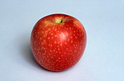 Food, fruit, apple, apples, sundowner apple, sundowner apples, sundowner, sundowners, malus, malus domestica, domestica, red apple, red apples.