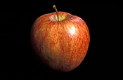 Food, fruit, apple, apples, cameo, cameo apple, cameo apples, cameo, malus, malus domestica, red apple, red apples, domestica.