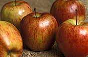 Food, fruit, apple, apples, cameo, cameo apple, cameo apples, cameo, malus, malus domestica, red apple, red apples, domestica.