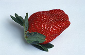 Food, Fruit, Strawberry, strawberries, Fragaria, Camerosa, Camerosa strawberry, camerosa strawberries, Berry Fruits.