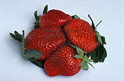 Food, Fruit, Strawberry, strawberries, Fragaria, Camerosa, Camerosa strawberry, camerosa strawberries, Berry Fruits.