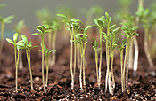 Food, herb, herbs, cress, Lepidium, Lepidium sativum, germinate, germination, seedling, seedlings, Perfection Curley, Perfection curley cress, sativum.