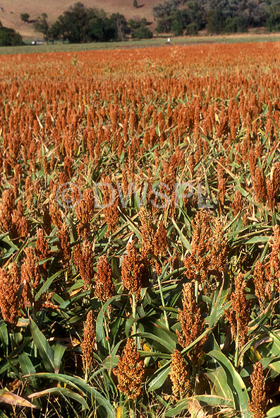 stock photo image: Australia, New South Wales, tamworth, agriculture, sorghum, sorghum crop, sorghum crops, field, fields, paddock, paddocks, rural, rural scene, rural scenes.
