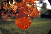 Australia, Autumn, Autumn leaves, leaf, leaves, autumn foliage, autumn tones, tree, trees, autumn scene, autumn scenes, alder, alder tree, alder trees.