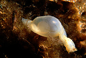 Australia, Australian, Marinelife, Marine life, Aquatic, Aquatic life, Sea life, Sealife, underwater, underwater scene, underwater scenes, cephalopod, cephalopods, cuttlefish, cuttlefishes, cuttle fish, cuttle fishes, southern, southern cuttlefish, southern cuttlefishes, sepia, JL21,