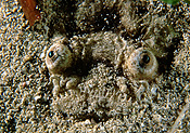 Australia, Australian, Marinelife, Marine life, Aquatic, Aquatic life, Sea life, Sealife, underwater, underwater scene, underwater scenes, stargazer, stargazers, fish, fishes, kathetostoma, kathetostoma laeve, edithburgh, yorke, peninsula, yorke peninsula, peninsulas, sa, south australia, eastern, eastern stargazer, eastern stargazers, common, common stargazer, common stargazers, JL21,