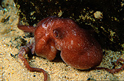 Australia, Australian, Marinelife, Marine life, Aquatic, Aquatic life, Sea life, Sealife, underwater, underwater scene, underwater scenes, octopus, octopuses, velvet, velvet octopus, velvet octopi, grimpella, thaumastocheir, grimpella thaumastocheir, edithburgh, yorke, peninsula, yorke peninsula, peninsulas, sa, south australia, JL21,
