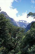 Pacific islands, new zealand, south island, forest, forests, rainforest, rainforests, milfod sound, fjord, fjords, fjordland, mountain, mountains.