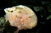 JUVENILE WARTY PROWFISH (AETAPCUS MACULATUS)