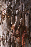 Australia, pattern, patterns, tree, trees, bark, tree bark, bark of tree, bark of trees, trunk, tree trunk, tree trunks.