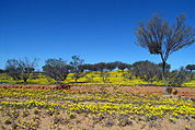 YELLOW TOPS (OTHONNA GREGORII) NEAR TIBOOBURRA, NEW SOUTH WALES, AUSTRALIA