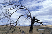 Australia, New South Wales, Farming, Farmland, farm, farms, tree, trees, rural, rural scene, rural scenes, cloud, clouds, euchareena, wind, weather, windblown, windblown tree, windblown trees, wind blown, wind blown tree, wind blown trees, wind, erosion, wind erosion.