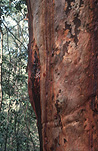 Australia, tree, trees, bark, tree bark, bark of tree, bark of trees, trunk, tree trunk, tree trunks.