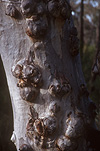 Australia, tree, trees, bark, tree bark, bark of tree, bark of trees, trunk, tree trunk, tree trunks.