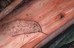 Australia, tree, trees, bark, tree bark, bark of tree, bark of trees, trunk, tree trunk, tree trunks.
