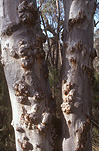 Australia, tree, trees, bark, tree bark, bark of tree, bark of trees, trunk, tree trunk, tree trunks.