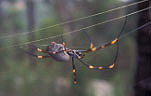 Spider, Spiders, Arachnid, Arachnids, web, webs, spider web, cobweb, cobwebs, spider webs, spider-webs, Araneae, Arachnida.