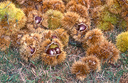 Australia, nut, Nuts, Food, chestnut, chestnuts, Castanea sativa, castanea, sativa, sweet, sweet chestnut, sweet chestnuts, fallen, fallen fruit.