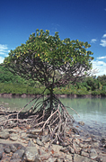 Australia, qld, queensland, mangrove, mangroves, fish bay, long island, long island np, long island national parks, national park, national parks, coast, coasts, coastline, coastlines.
