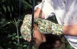 Gardener, gardeners, gardening, People gardening, garden gloves, gardening gloves, gloves.
