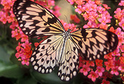 Insect, insects, lepidoptera, butterfly, butterflies, nymph, nymph butterfly, nymph butterflies, tree nymph, tree nymph butterfly, tree nymph butterflies, idea, leoconoe, canada.