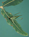 Insect, insects, katydid, katydids, orthoptera, tettigoniidae, long-horned, long-horned grasshopper, long-horned grasshoppers.