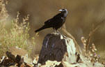 A ROYALTY FREE IMAGE OF: LITTLE CROW (CORVUS BENNETTI) STAR SWAMP, WESTERN AUSTRALIA